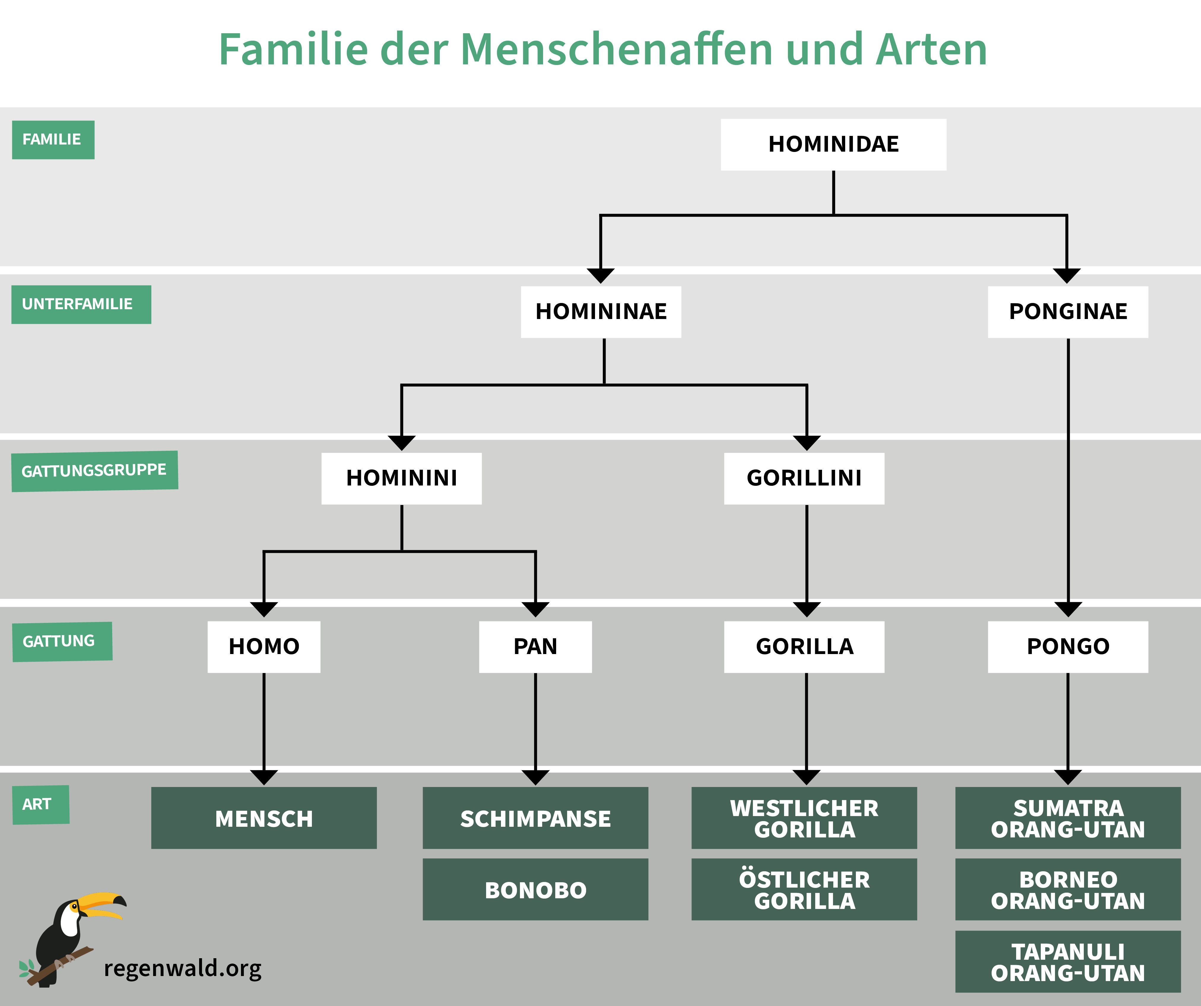 Familie der Menschenaffen und Arten