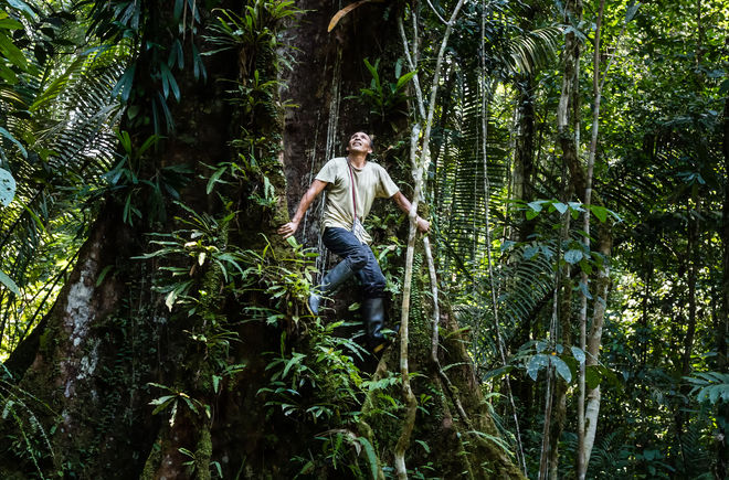 Francisco klettert auf einen Baum im Regenwald