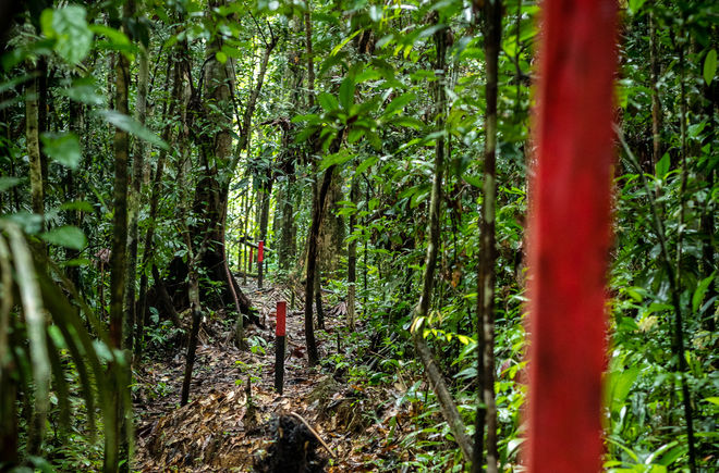 Pfähle markieren das Gebiet für Regenwaldkauf in Peru