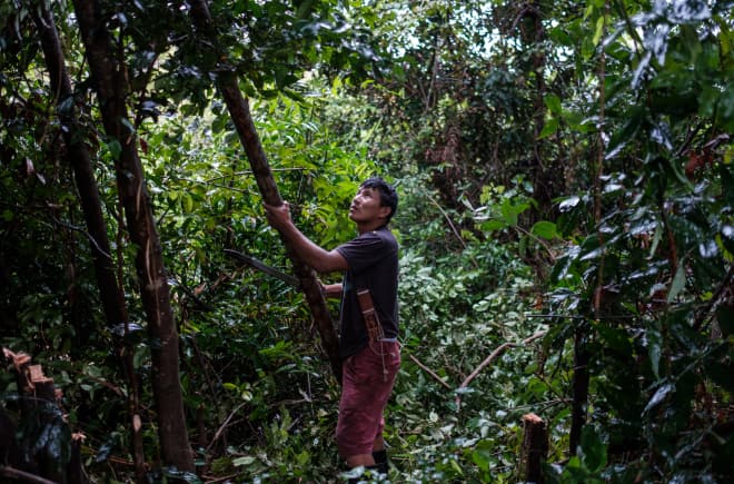 Kaapor im Amazonas-Regenwald