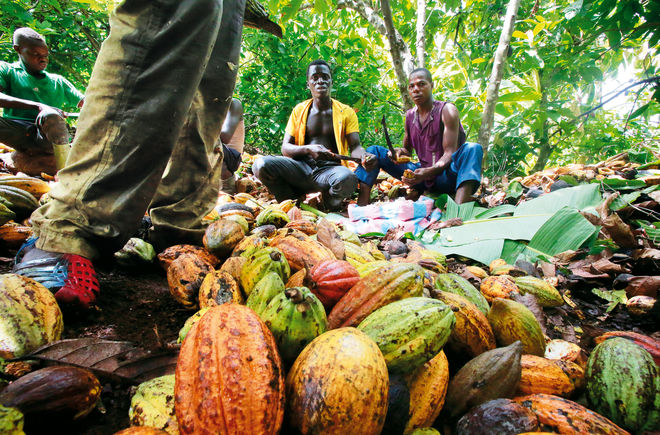 Arbeiter auf Kakao Plantage