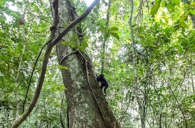 Schimpanse klettert auf einen Baum, Liberia