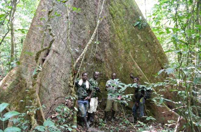 Mitarbeiter der Wild Chimpanzee Foundation (WCF) und Ecoguards stehen vor einem mächtigen Baum im Sapo-Nationalpark, Liberia