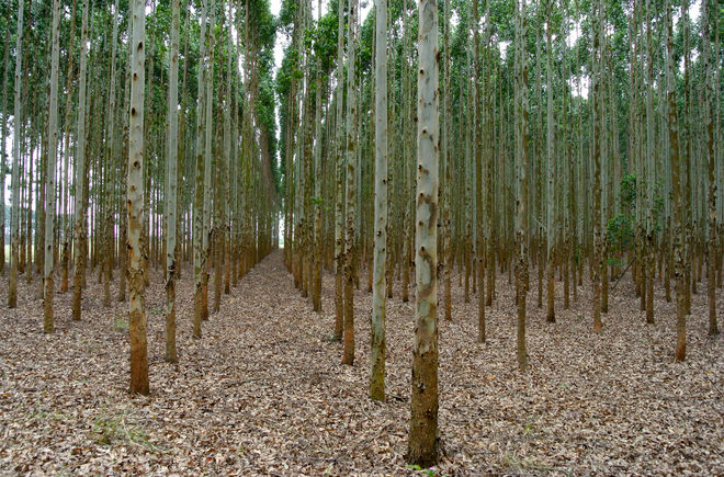 Eukalyptus-Plantage in Südafrika für die Herstellung von Zellstoff