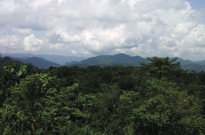 Ebo-Wald, Kamerun