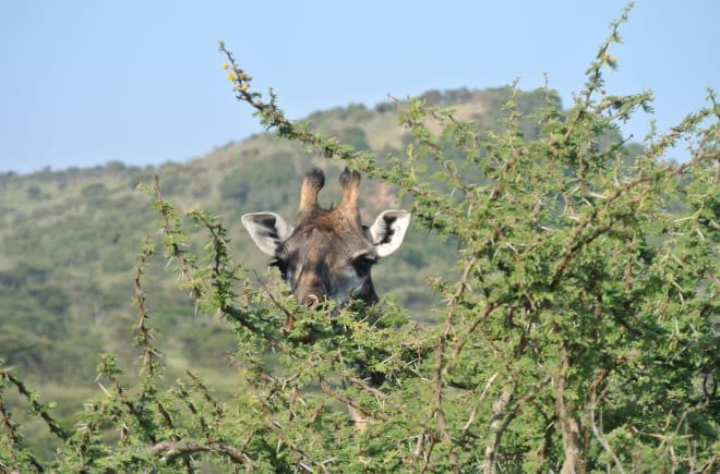 Giraffe späht durch einen mit Dornen bewachsenen Baum – zu sehen ist nur der Kopf