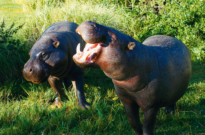 Zwergflußpferde  im Sapo Nationalpark, Liberia