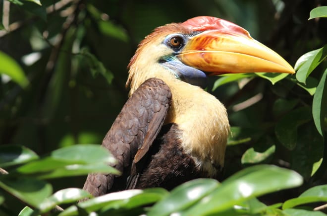 Hornvogel aus Sulawesi (Indonesien)