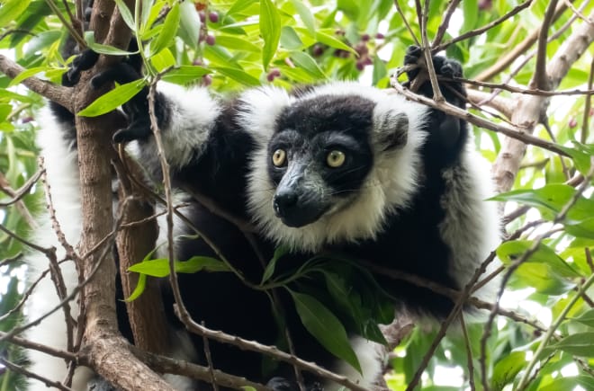 Der Indri sitzt im Geäst eines Baumes, sein Fell ist schwarz-weiß gemustert
