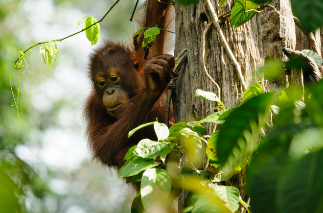 Orang-Utan