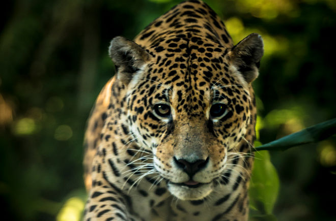 Jaguar im Regenwald