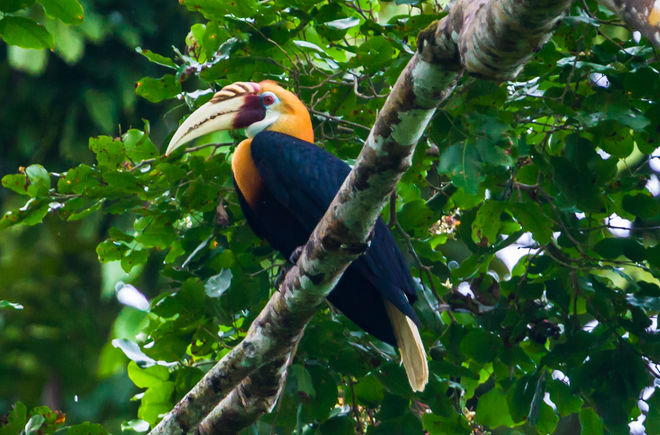 Hornbill in West Papua