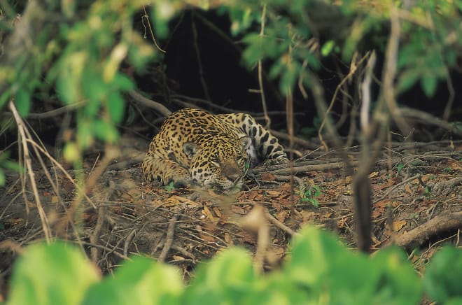 Jaguar im Cerrado, Brasilien