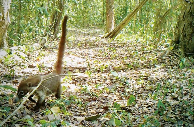 Weißrüsselnasenbär in der Kamerafalle