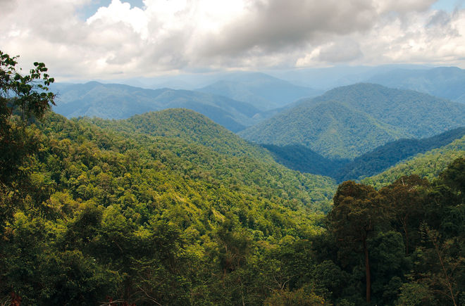 Regenwald im Leuser-Nationalpark