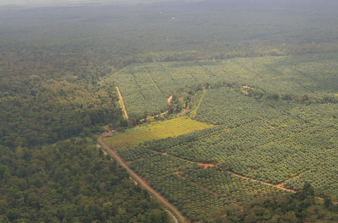 Lufaufnahme mit Wald und Palmölplantagen