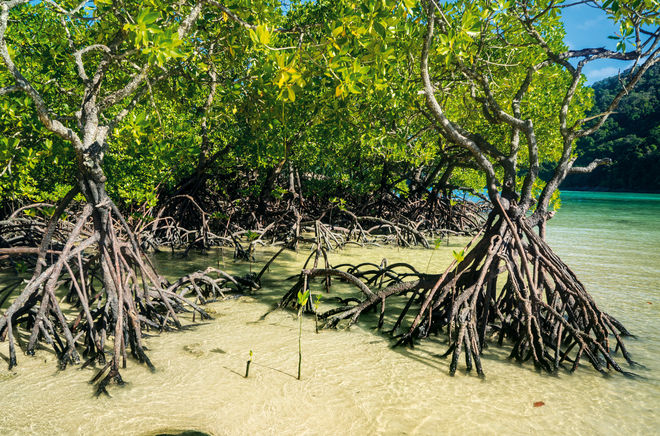 Mangroven in Sulawesi