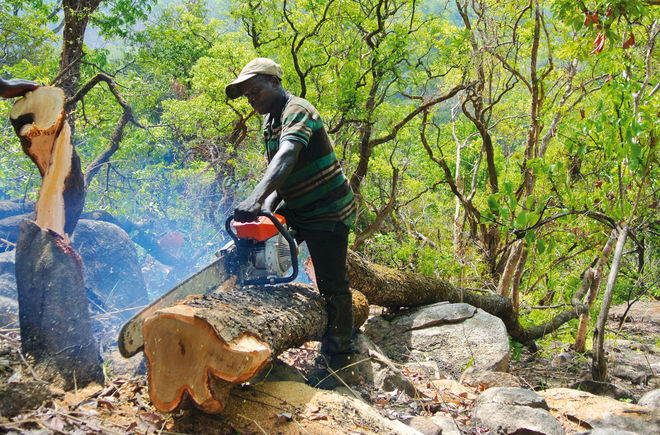 Holzfäller in Nigeria