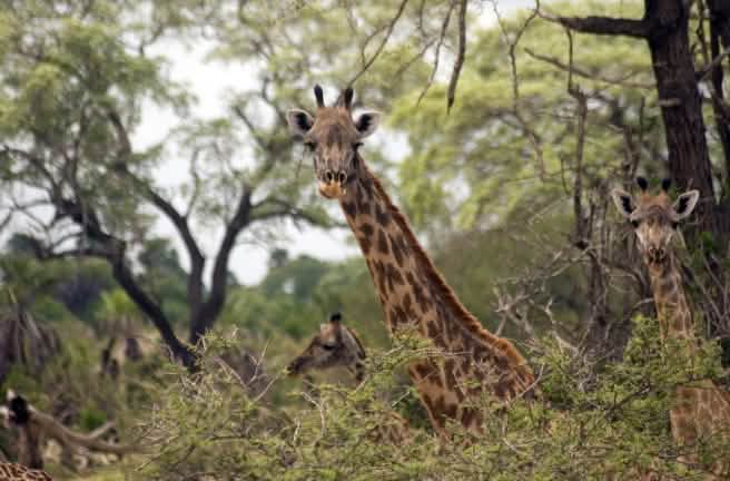 Masaai Giraffen - Selous Game Reserve - Tansania