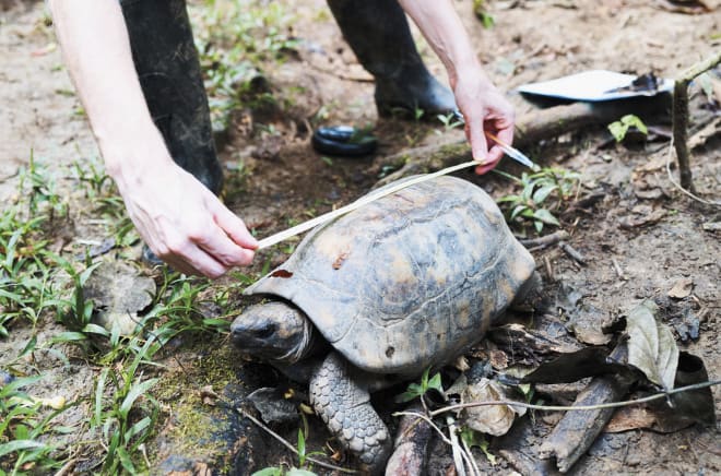 Schildkröte wird vermessen