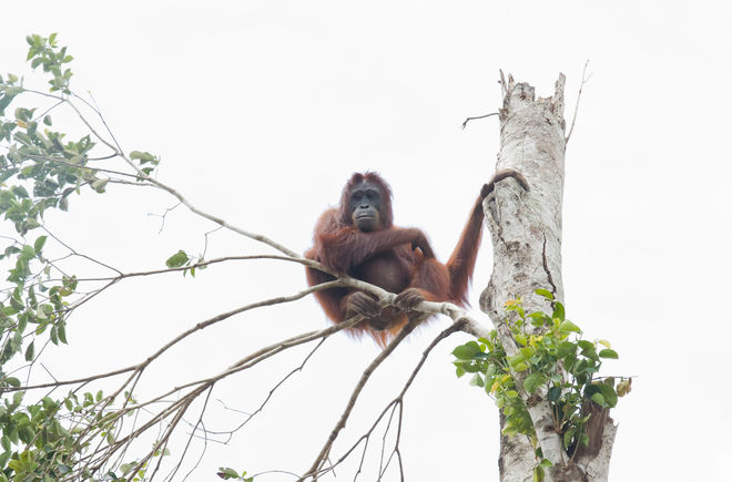 Orang-Utan in Baum