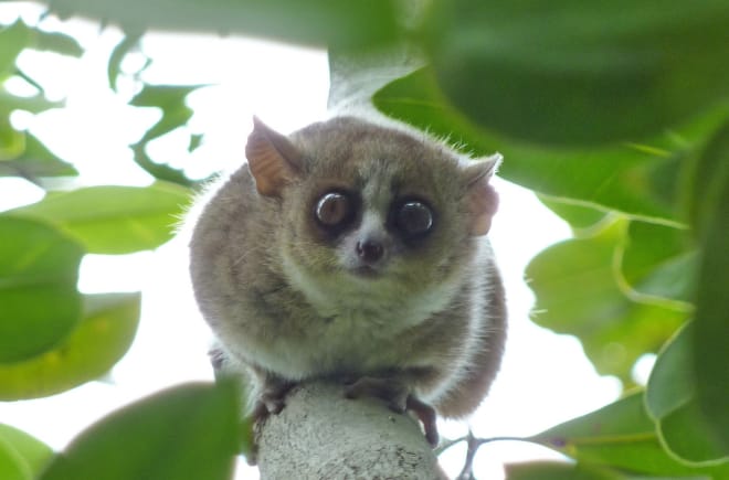 Der Braune Mausmaki sitzt auf einen Ast, seine großen Augen nehmen fast das ganze Gesicht ein