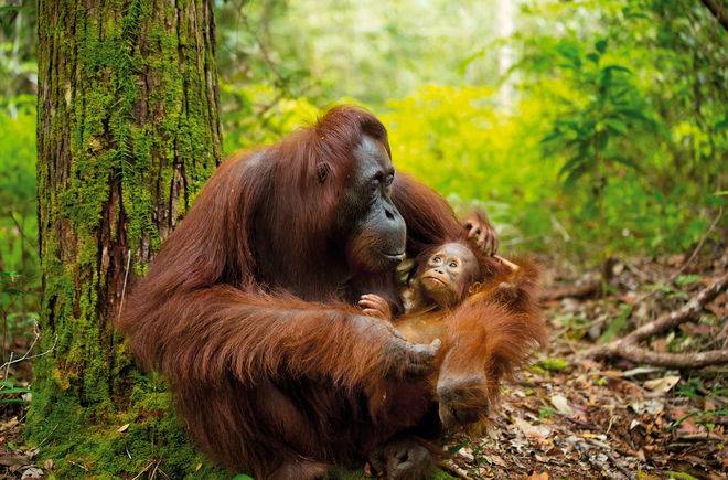 Orang-Utan mit Baby