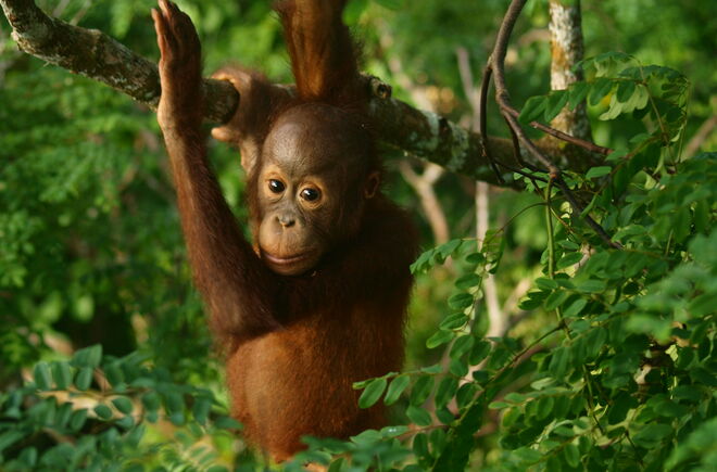 Orang Utan Baby im Regenwald.