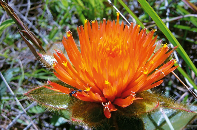 Blüte im Cerrado