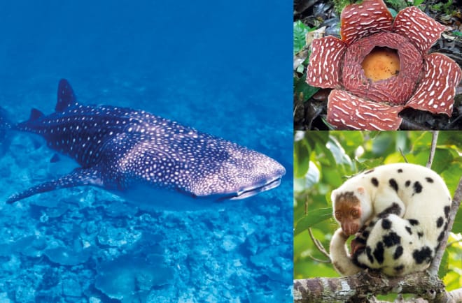 Collage Biodiversität Indonesien