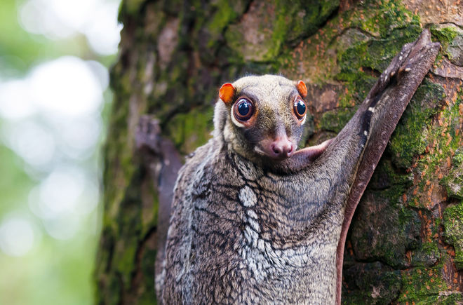 Riesengleiter in Borneo