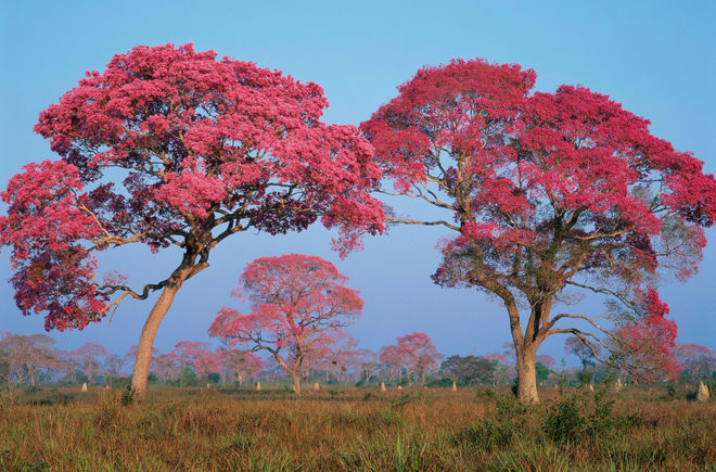 Lapacho Bäume, Brasilien