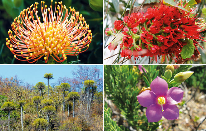 Collage Blütenpflanzen in Südafrika