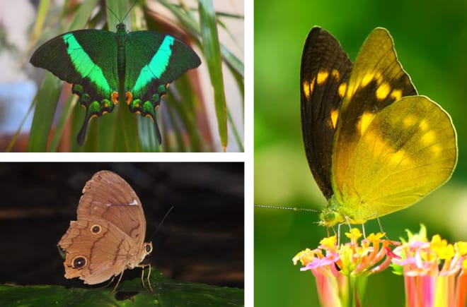 Collage Schmetterlinge