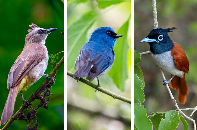 REPORT 04/19 - Ohne Vögel kein Wald - Collage 1