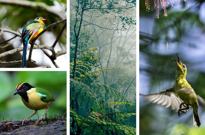 REPORT 04/19 - Ohne Vögel kein Wald - Collage 2