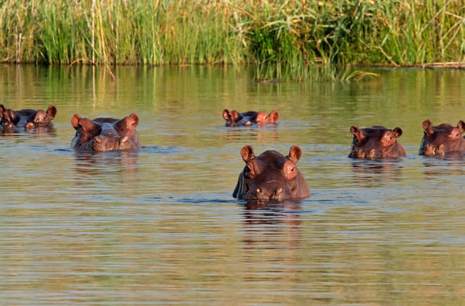 Flusspferde im Kongo-River