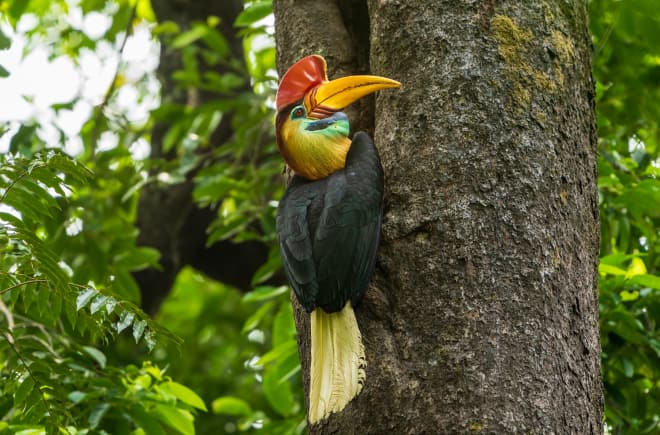 Helmhornvogel auf Sulawesi