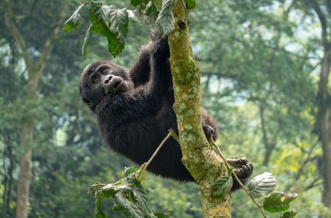 Berggorilla in der Demokratischen Republik Kongo