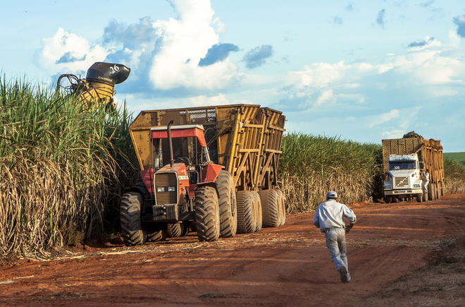 Zuckerrohrernte in Brasilien (Mato Grosso, Brasilien)