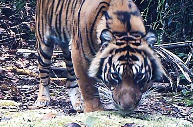 Kamerafallenbild Tiger