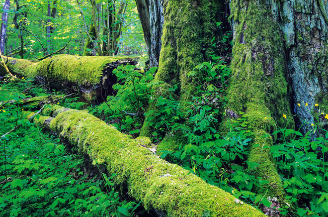 Europäischer Wald mit Totholz