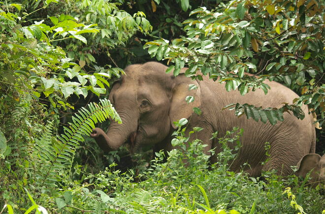 Waldelefant-Sabah