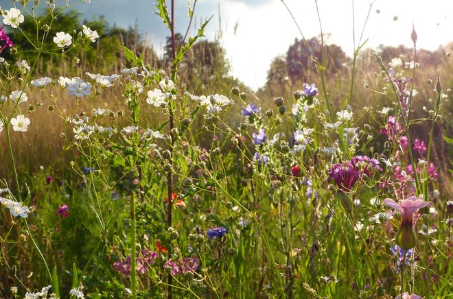 Wildblumenwiese