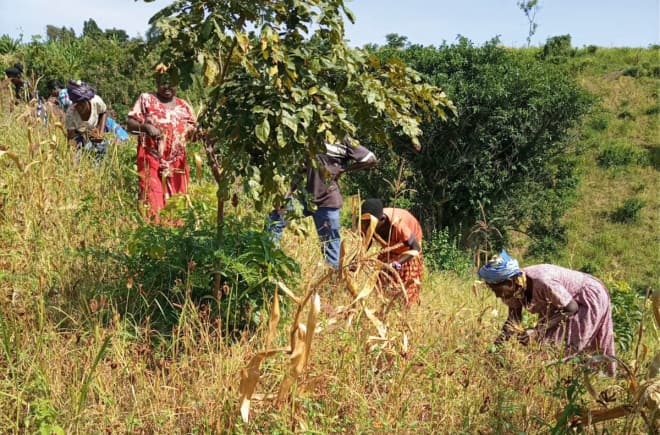 Frauen bei der Ernte in Buliisa