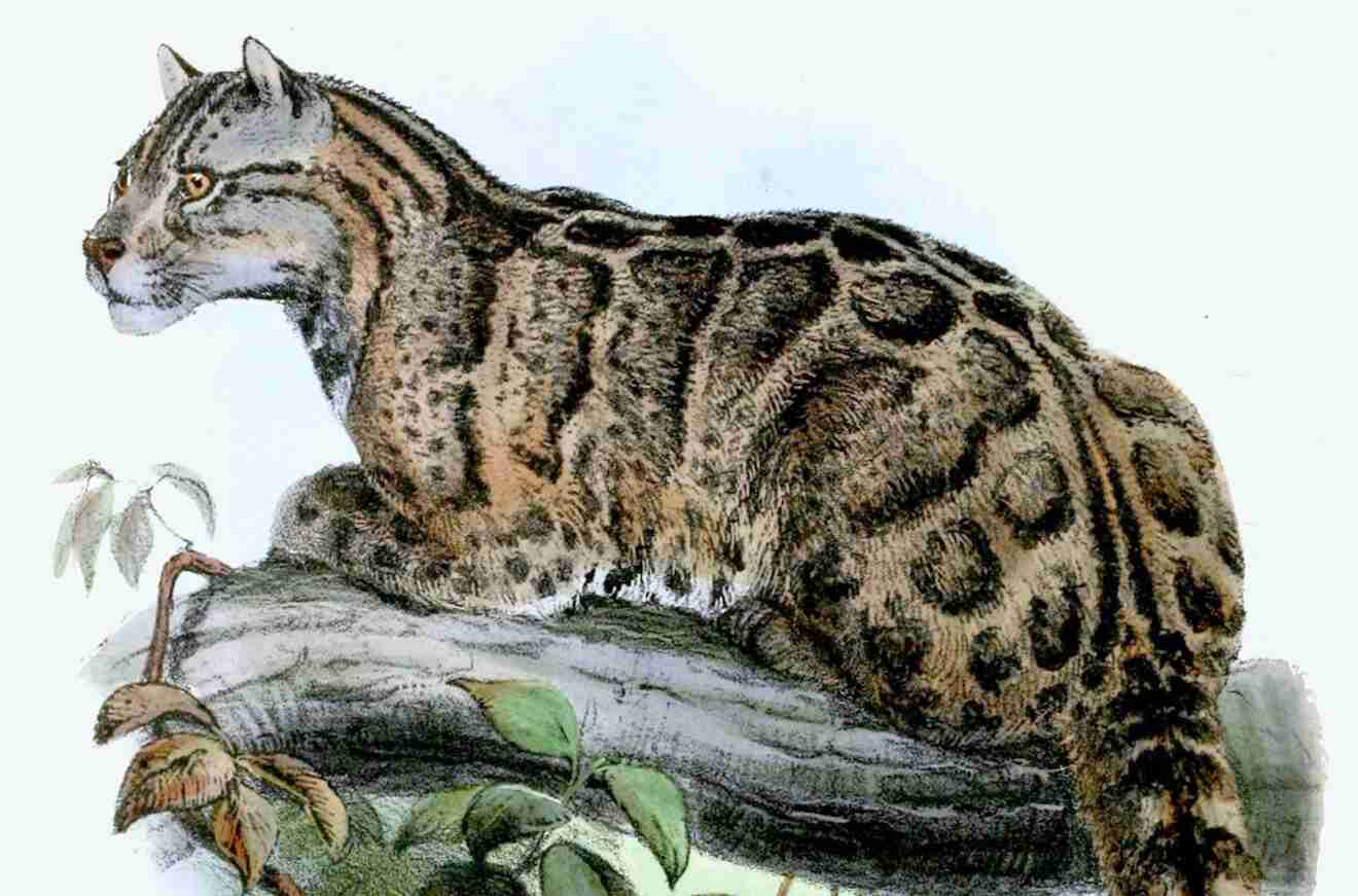 Animal 2017. Тайваньский дымчатый леопард. Дымчатый леопард ареал. Формозский дымчатый леопард.