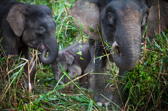Elefanten im Wald, Borneo