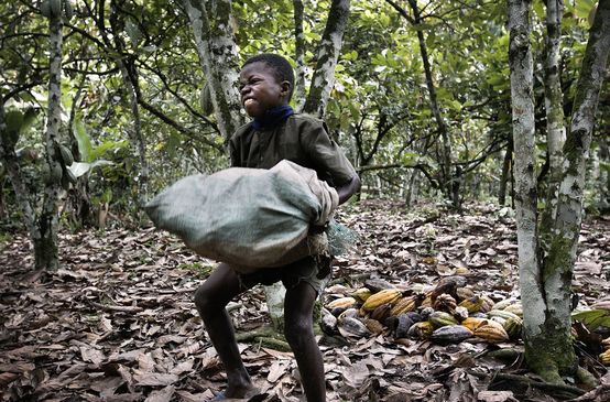 Kinderarbeit auf Kakao-Plantage, Elfenbeinküste