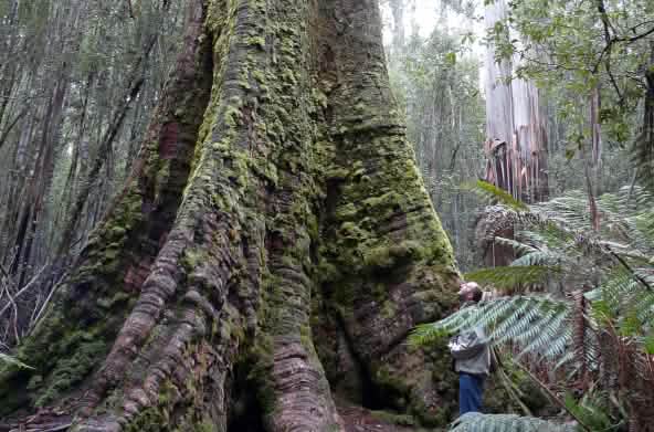 Urwaldriese Tasmanien