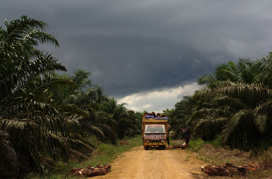 Palmölplantage in Indonesien